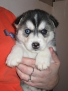 -Pure-Bred-Siberian-Husky-Puppies-Available-