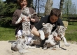 Cheetah-Cubs-Lion-Cubs-and-Tiger-Cubs-available